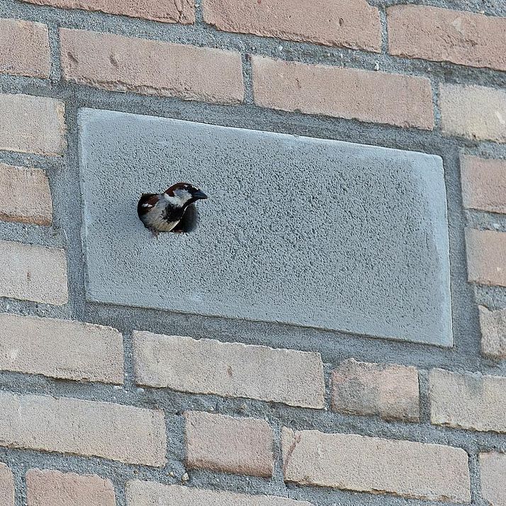 A sparrow peeking from a hole in a concrete block on a brick wall.