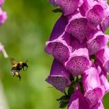 faunavoorzieningen insectenhotels bijen