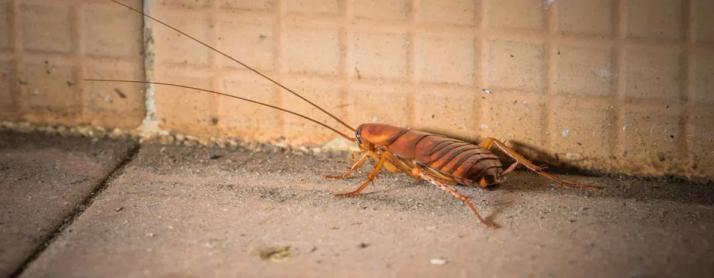kakkerlak op straat