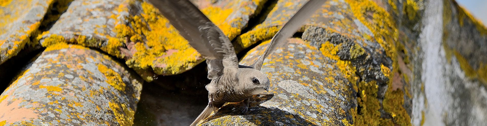 Vogeloverlast voorkomen met vogelschroot