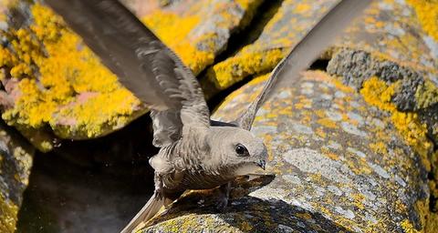 Vogeloverlast voorkomen met vogelschroot