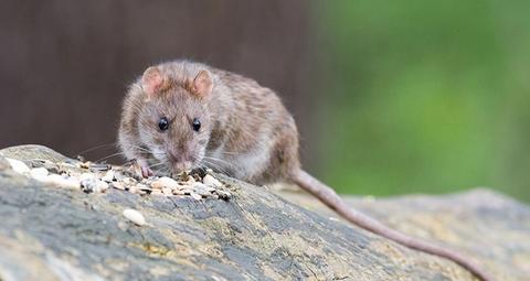 etende rat op een steen