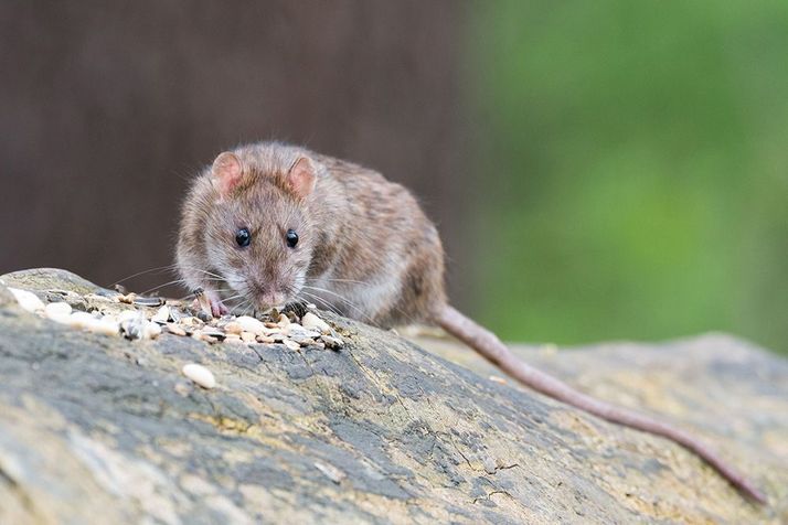 rat buiten op een steen met voedsel