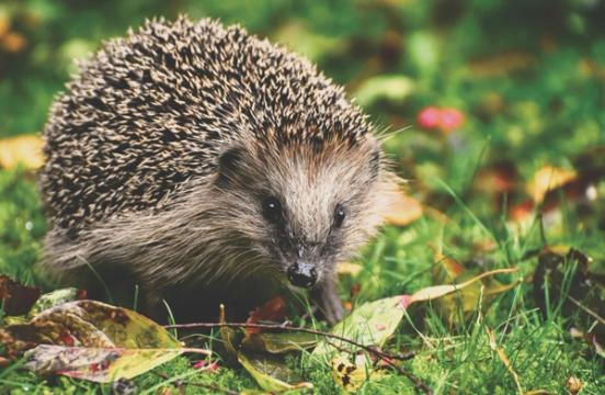 Egel- en Marterkoepel