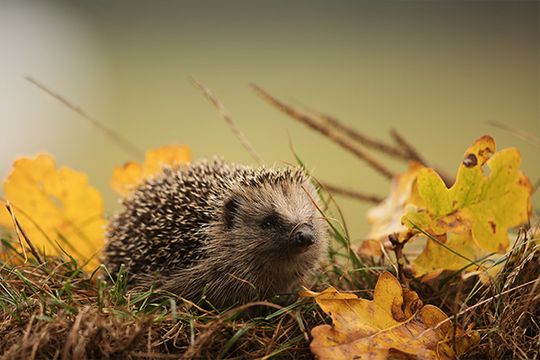Egel- en Marterkoepel
