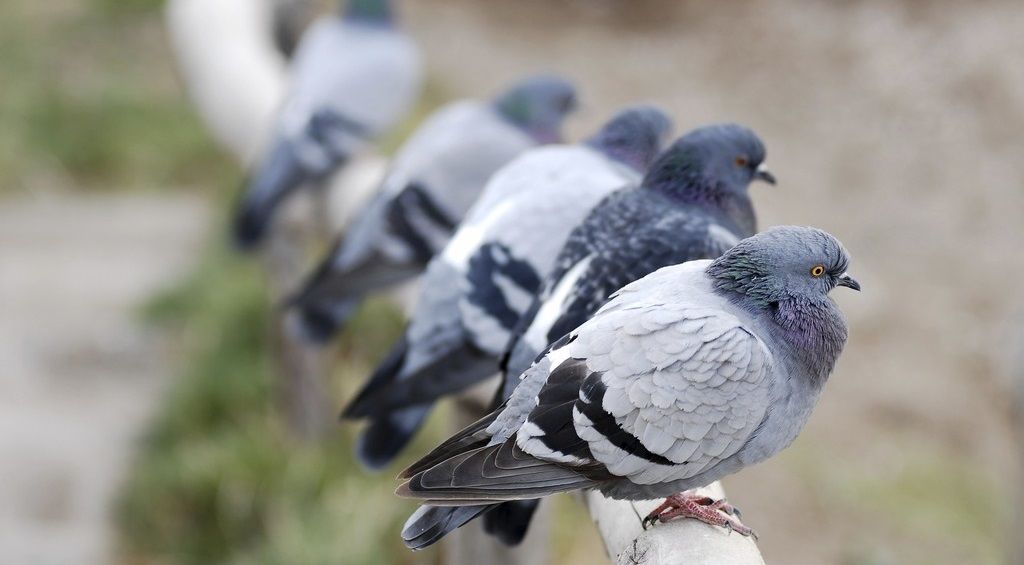 duivenwering voor gebouwen