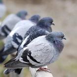 duivenwering voor gebouwen