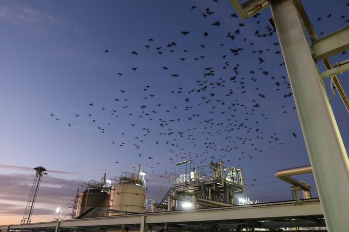 onderhoud om plaagdieren buiten te houden