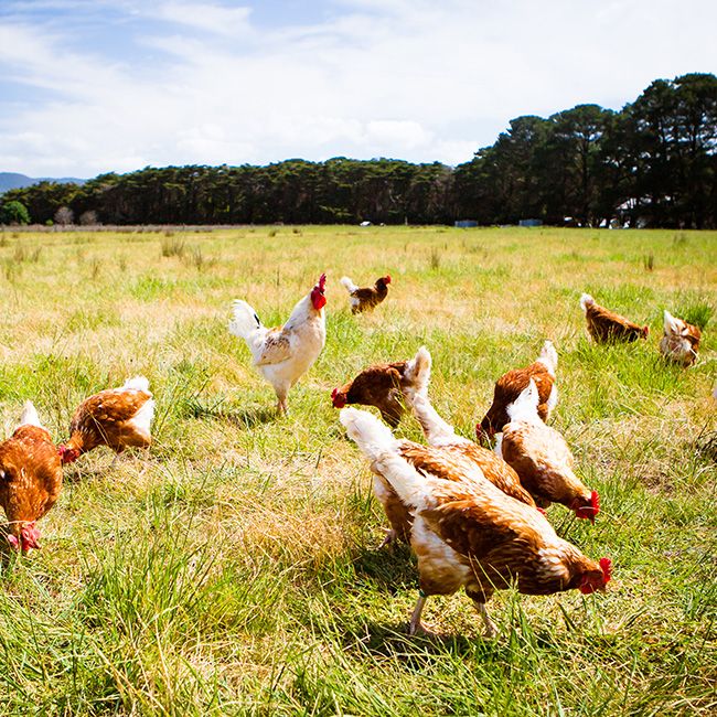 Bloedluis is een groot probleem in een kippenhok.