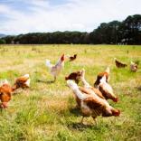 Bloedluis is een groot probleem in een kippenhok.