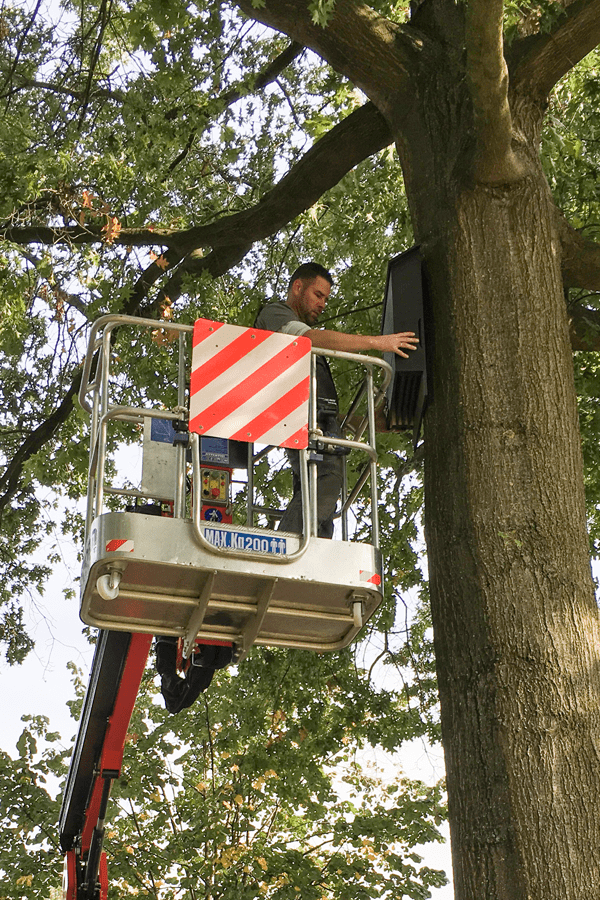 A man in a lift basket installs or maintains a black device on a tree trunk.