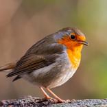 Naast zwaluwen, mezen en mussen komen veel andere vogels voor, zoals boomkruipers, roodborsten, spreeuwen, winterkoningen en vliegenvangers.