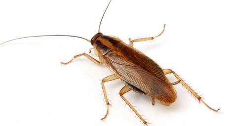 Duitse kakkerlak op een witte ondergrond