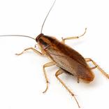 Duitse kakkerlak op een witte ondergrond