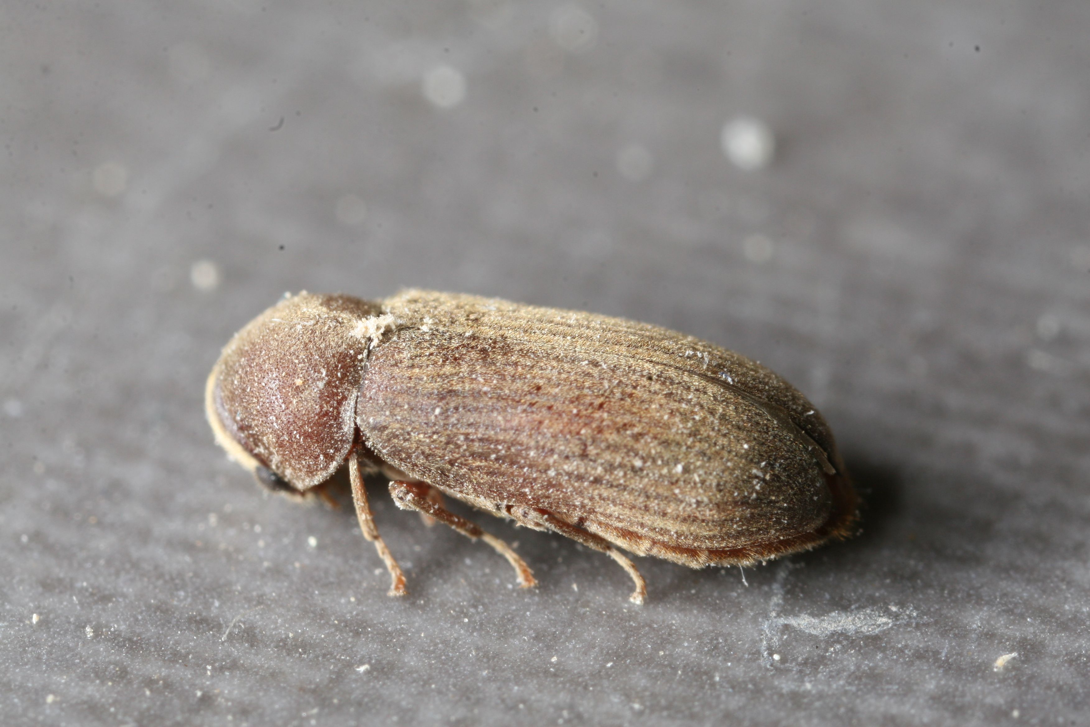 houtwormkever bestrijden