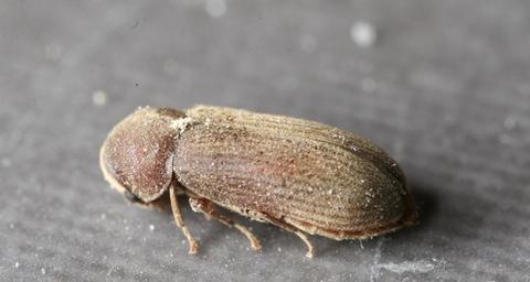 houtwormkever bestrijden