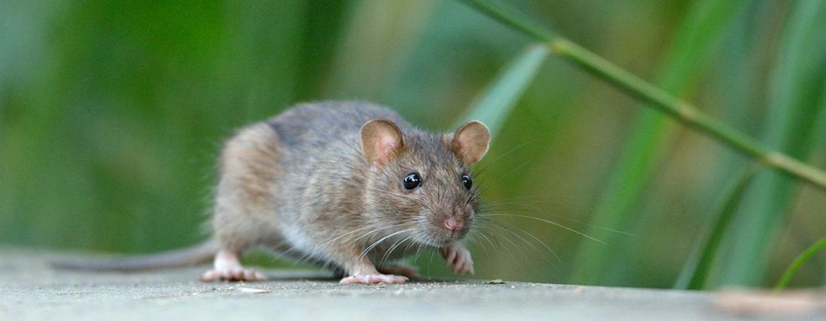 ratten en muizen bestrijden