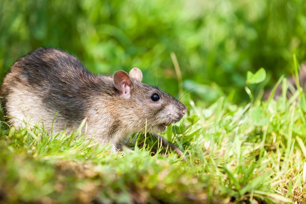 rat in de tuin