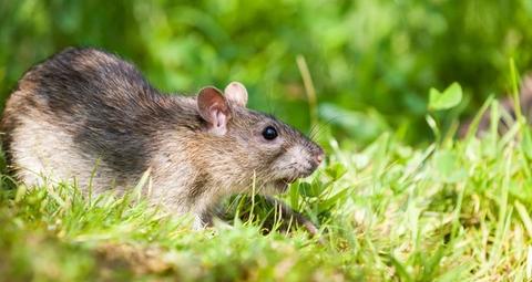 weetjes over ratten en muizen