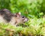 weetjes over ratten en muizen