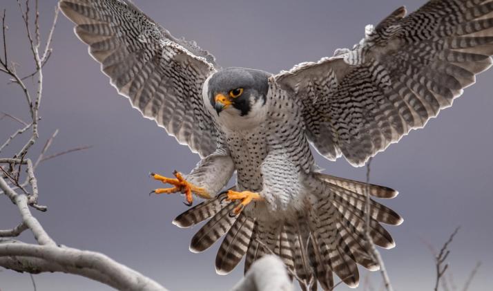 Peregrine falcon landing with outstretched wings and talons.