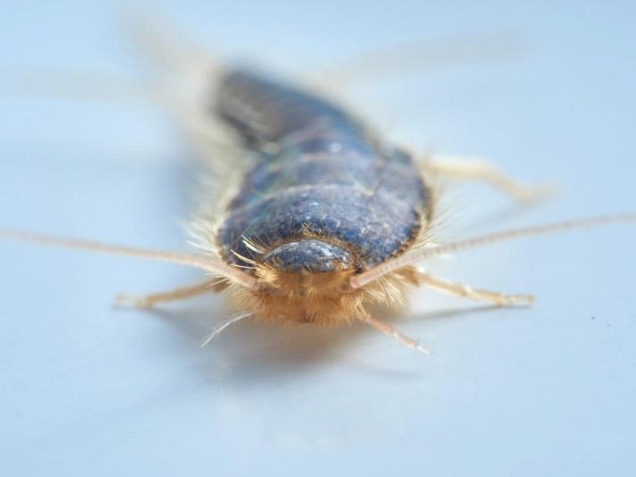 zilvervisjes textielindustrie