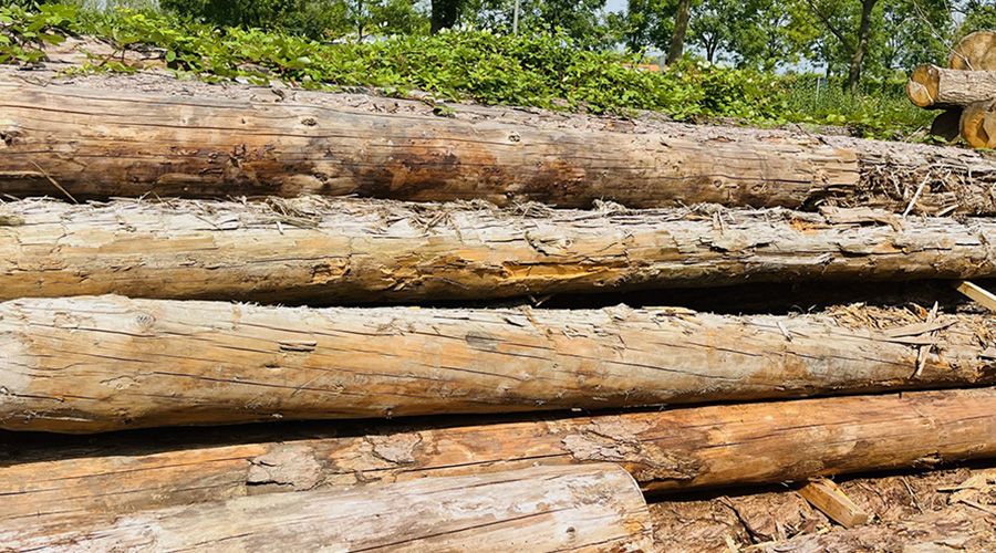 Pile of rough timber logs.