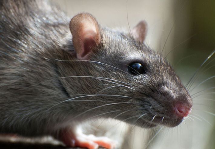 verschillen tussen ratten en muizen