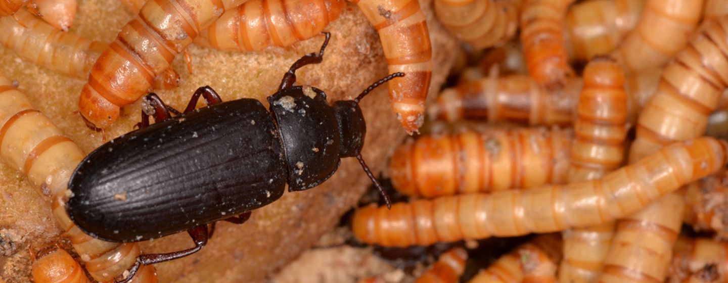 meeltorren bestrijden