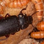 meeltorren bestrijden