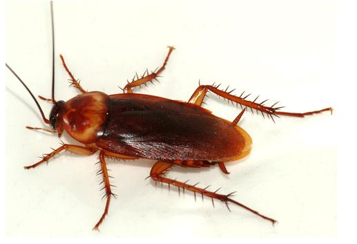 Amerikaanse kakkerlak op een gebroken witte ondergrond