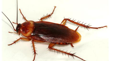 Amerikaanse kakkerlak op een witte ondergrond