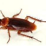 Amerikaanse kakkerlak op een gebroken witte ondergrond