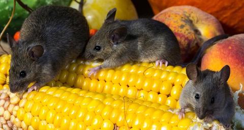 Voorkom schade van knaagdieren