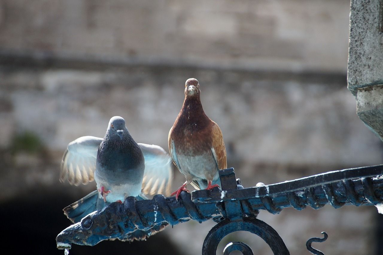 Two pigeons, one grey with spread wings and one brown, on a metal fountain spout.