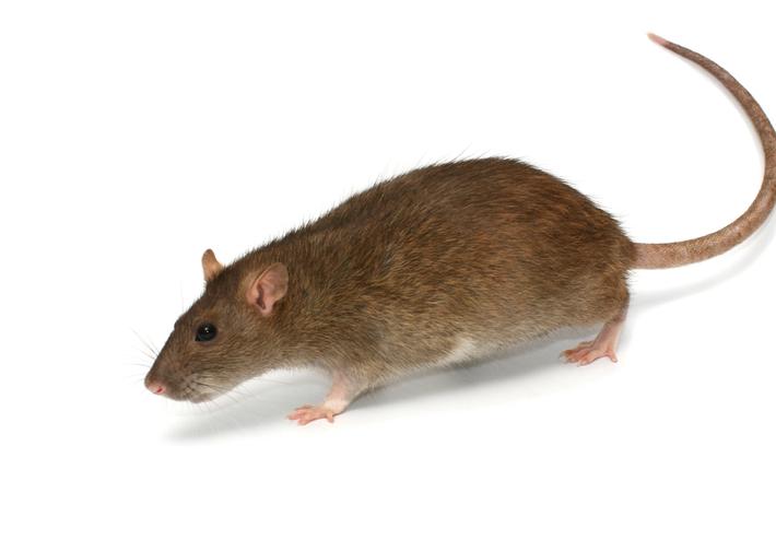 bruine rat afbeelding