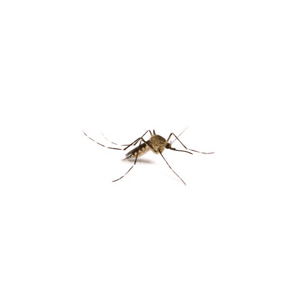 Last Van Muggen Informatie Bestrijding