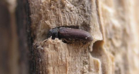 houtworm bestrijden