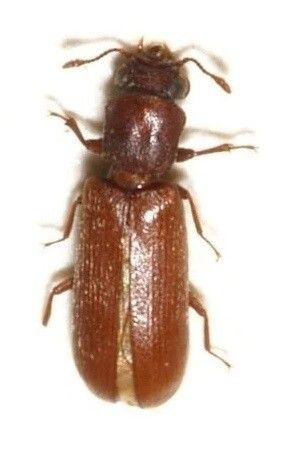 spinthoutkever bestrijden anticimex