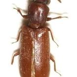 spinthoutkever bestrijden anticimex