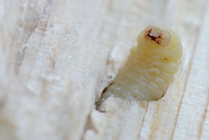 foto larve houtworm
