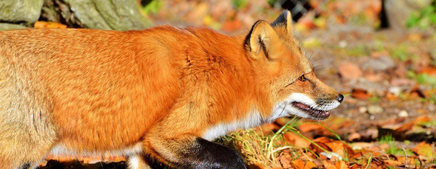 Veilig en diervriendelijk vossen weren