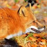 Veilig en diervriendelijk vossen weren