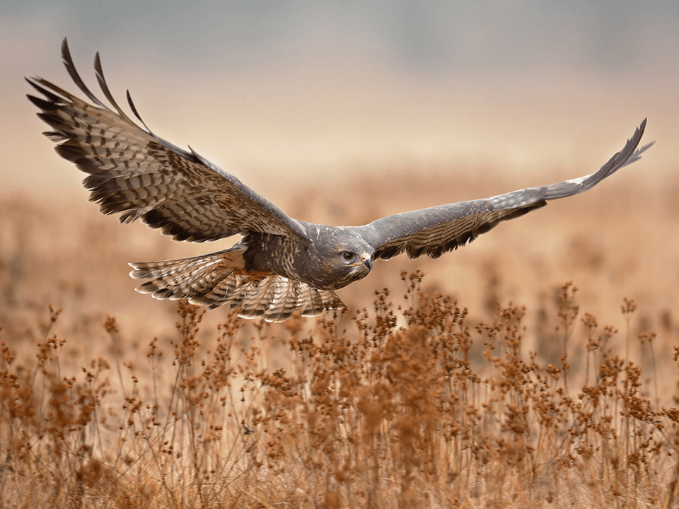 nature care roofvogels natuurlijke wering ongedierte