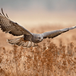 nature care roofvogels natuurlijke wering ongedierte