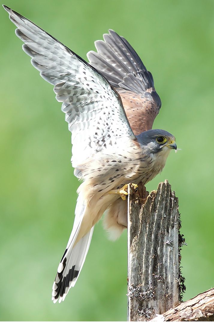 A kestrel with wings spread perches on a weathered wooden post against a blurred green background.