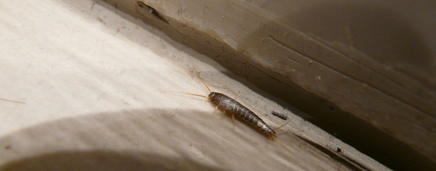 zilvervisjes bestrijden