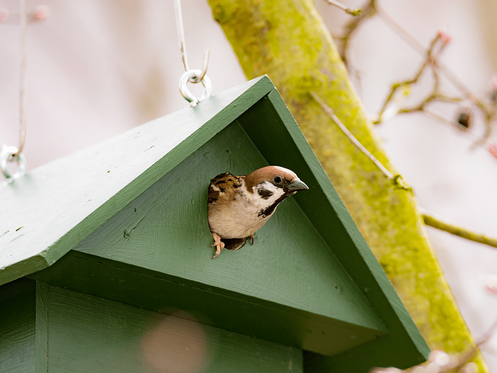 A sparrow peeking out of a green birdhouse.