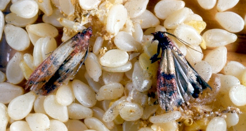 voedselmotten bestrijden