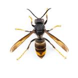 De Aziatische hoornaar